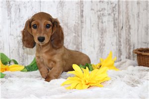 Hunter - Dachshund, Tweenie for sale