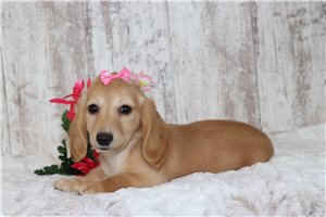 Karina - Dachshund, Tweenie for sale