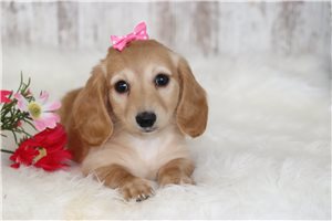 Karina - Dachshund, Tweenie for sale