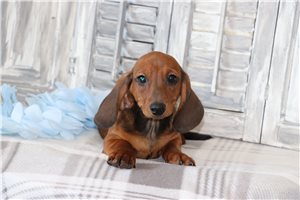 Wilbur - Tweenie Dachshund for sale