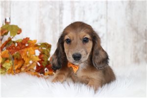 Stewie - puppy for sale