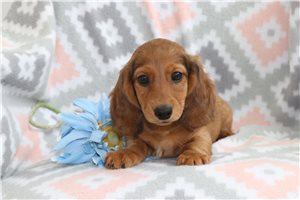Hunter - Dachshund, Tweenie for sale