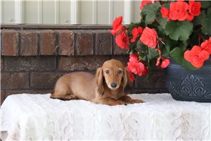 Grant - Dachshund, Tweenie for sale