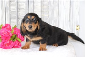 Beatrice - Dachshund, Tweenie for sale