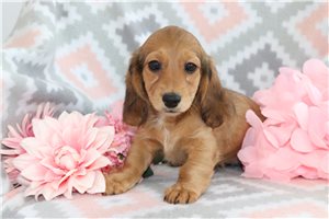 Octavia - Tweenie Dachshund for sale