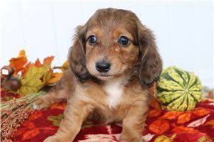 Queenie - Dachshund, Mini, placed in Mansfield