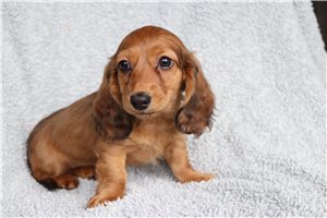 Natalie - Dachshund, Tweenie for sale