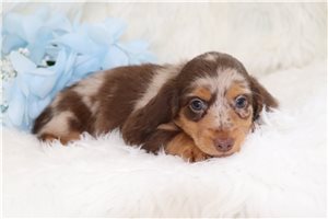 Hercules - puppy for sale