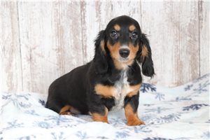 Ilene - Dachshund, Tweenie for sale