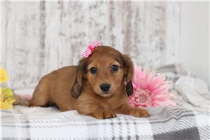 Mercy - Dachshund, Tweenie for sale
