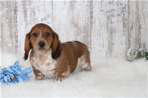Sailor - Tweenie Dachshund for sale
