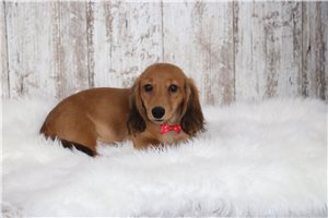 Eddie - Dachshund, Tweenie for sale