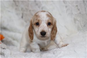 Hosanna - puppy for sale