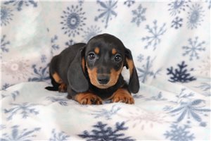 Braden - puppy for sale