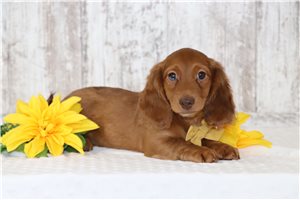 Lincoln - Dachshund, Tweenie for sale
