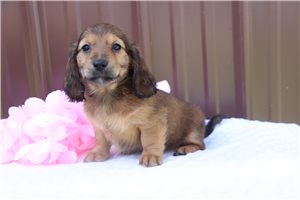 Almond - puppy for sale