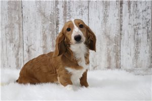 Giavanni - Dachshund, Tweenie for sale