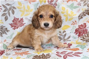 Susie - puppy for sale