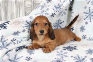 Pepper - Dachshund, Tweenie for sale