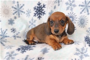 Wilbur - puppy for sale