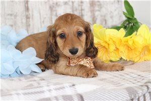 Kenji - Dachshund, Tweenie for sale