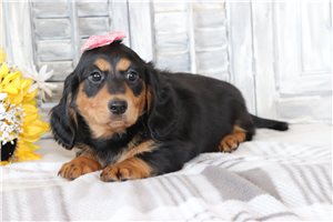 Beatrice - puppy for sale