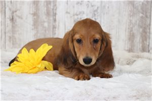 Jordy - Dachshund, Tweenie for sale