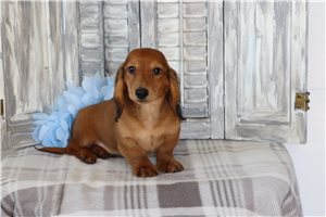 Pepper - puppy for sale