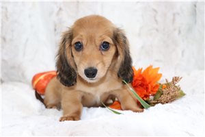 Brandy - puppy for sale