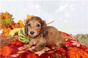 Rosy - Mini Dachshund for sale