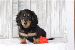 Bentley - Dachshund, Tweenie for sale
