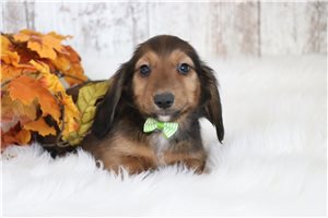 Tanner - puppy for sale