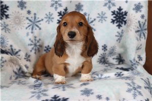 Honey - Dachshund, Tweenie for sale