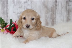 Lucia - Dachshund, Tweenie for sale