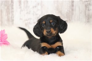 Jackie - Dachshund, Tweenie for sale