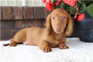 Munchkin - Dachshund, Tweenie for sale