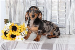Austin - Tweenie Dachshund for sale