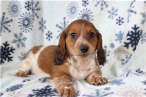 Sailor - puppy for sale