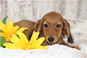 Grant - Dachshund, Tweenie for sale