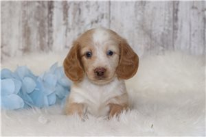 Edison - puppy for sale
