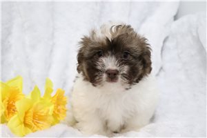 Loki - puppy for sale