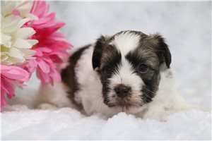 Murphey - puppy for sale