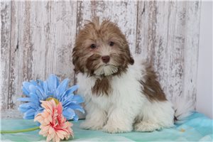 Knox - puppy for sale