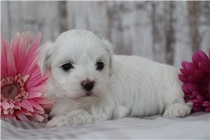 Anne - puppy for sale