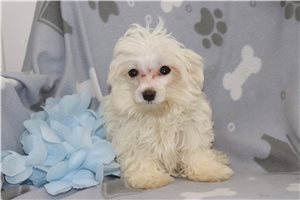 Felix - Maltese for sale