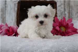 Cally - puppy for sale