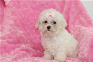 Heidi - Maltese for sale