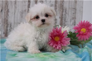 DeAnn - puppy for sale