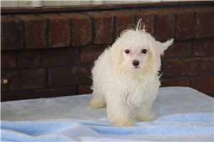Felix - Maltese for sale