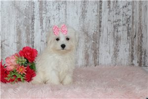 Fiona - Maltese for sale